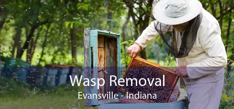 Wasp Removal Evansville - Indiana