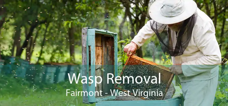 Wasp Removal Fairmont - West Virginia