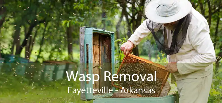 Wasp Removal Fayetteville - Arkansas