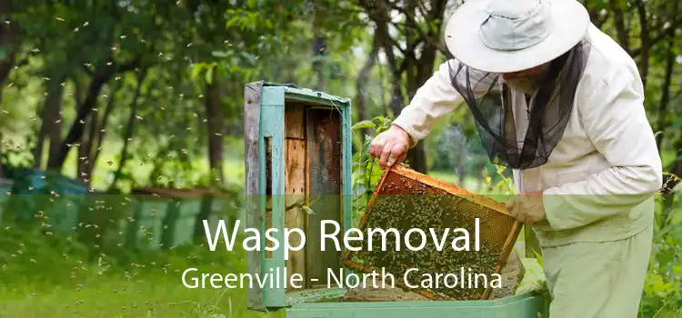 Wasp Removal Greenville - North Carolina