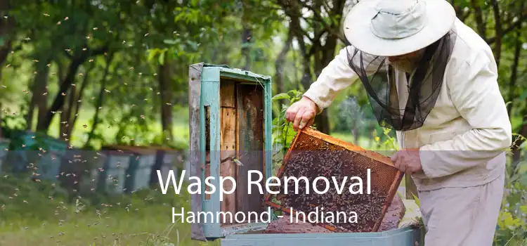 Wasp Removal Hammond - Indiana