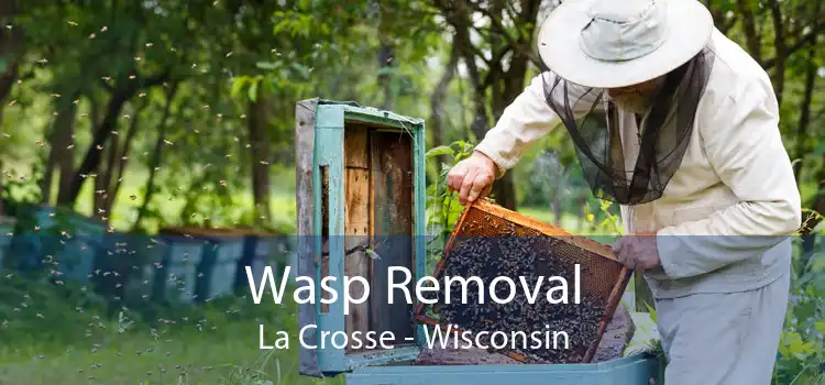 Wasp Removal La Crosse - Wisconsin