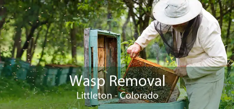 Wasp Removal Littleton - Colorado