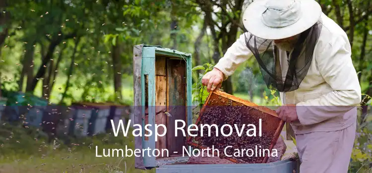 Wasp Removal Lumberton - North Carolina