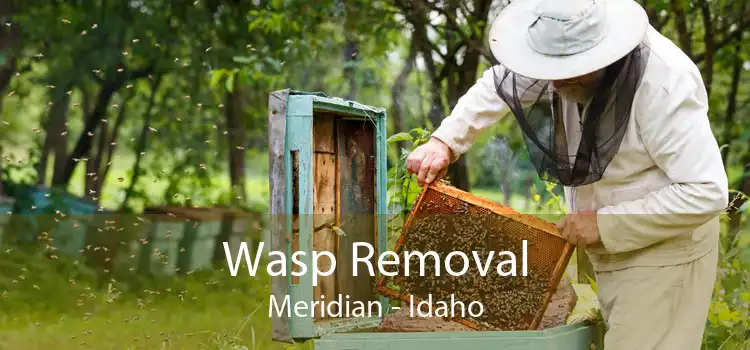 Wasp Removal Meridian - Idaho