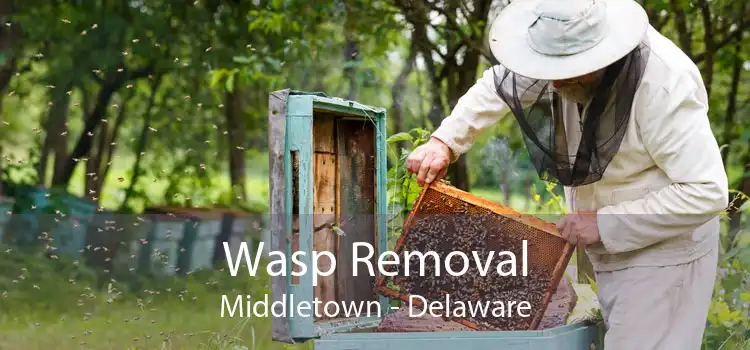 Wasp Removal Middletown - Delaware