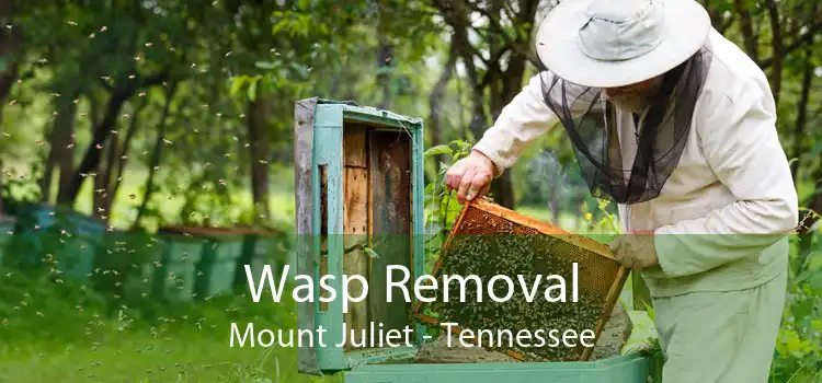 Wasp Removal Mount Juliet - Tennessee