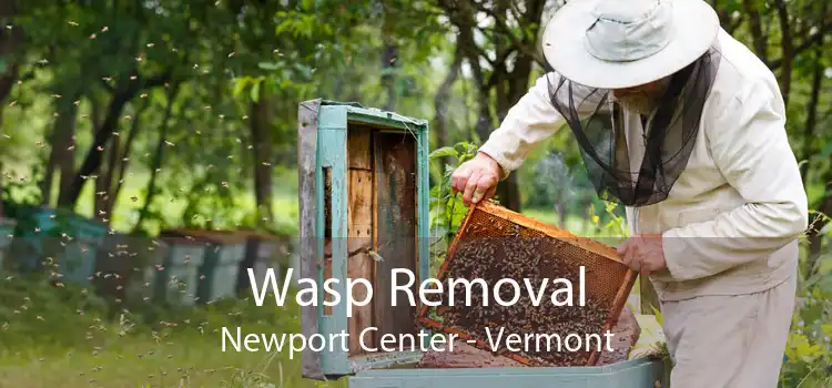 Wasp Removal Newport Center - Vermont
