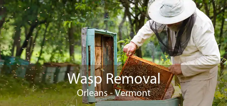 Wasp Removal Orleans - Vermont