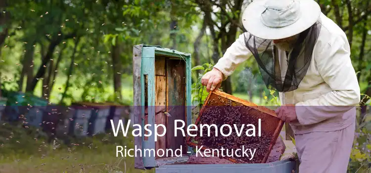 Wasp Removal Richmond - Kentucky