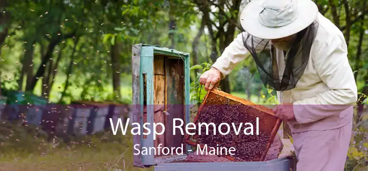 Wasp Removal Sanford - Maine