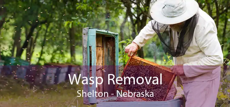 Wasp Removal Shelton - Nebraska