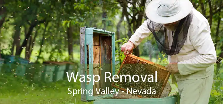 Wasp Removal Spring Valley - Nevada