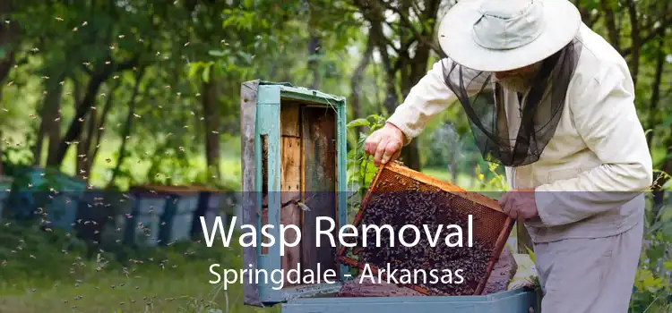 Wasp Removal Springdale - Arkansas
