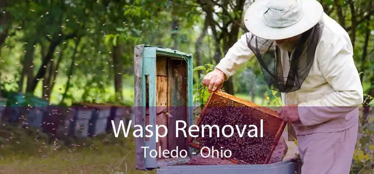 Wasp Removal Toledo - Ohio