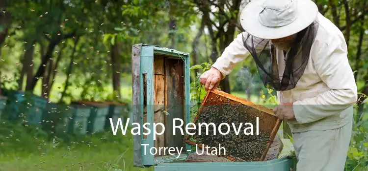 Wasp Removal Torrey - Utah