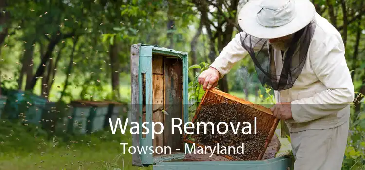 Wasp Removal Towson - Maryland