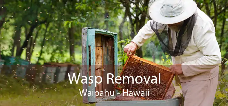 Wasp Removal Waipahu - Hawaii