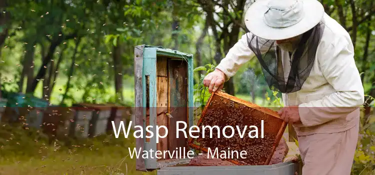 Wasp Removal Waterville - Maine