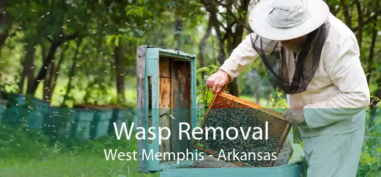 Wasp Removal West Memphis - Arkansas
