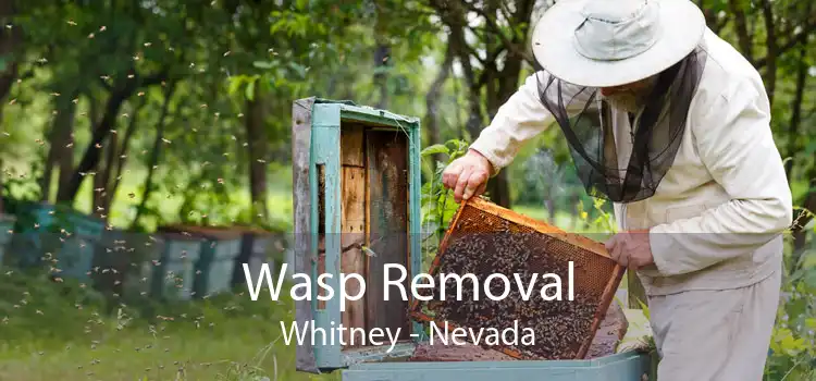 Wasp Removal Whitney - Nevada