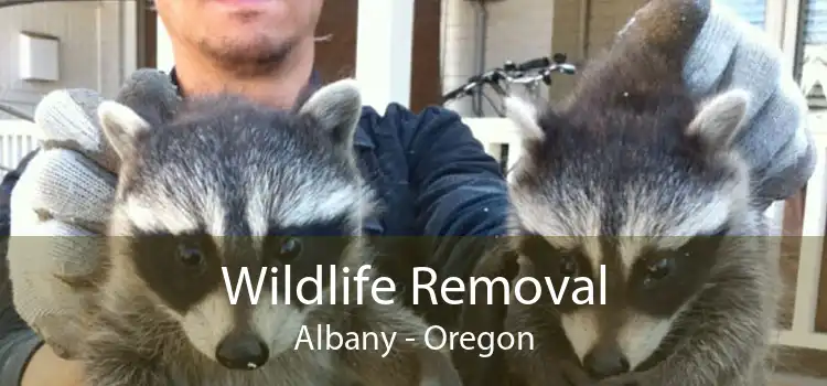 Wildlife Removal Albany - Oregon