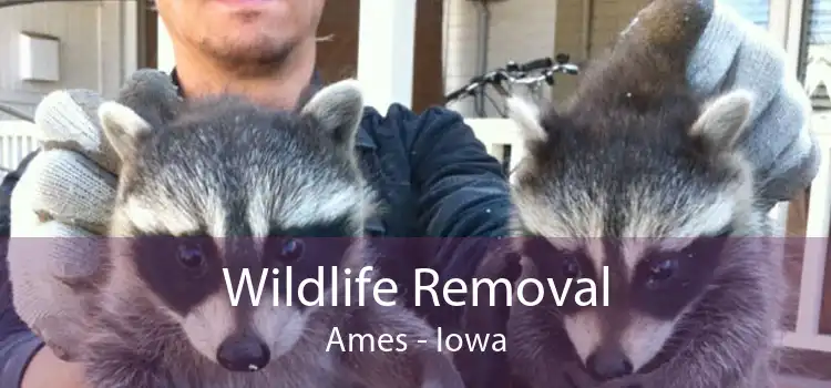 Wildlife Removal Ames - Iowa