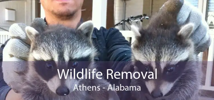 Wildlife Removal Athens - Alabama