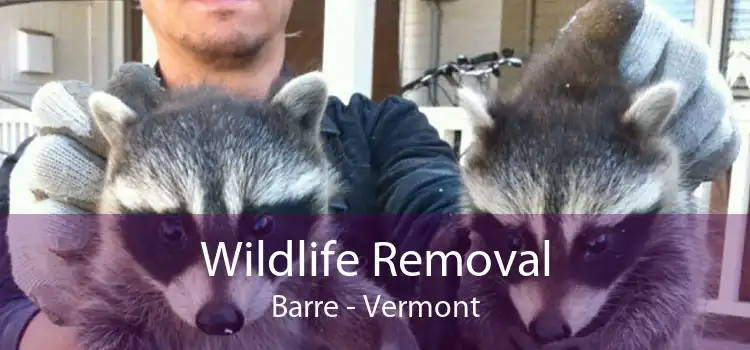 Wildlife Removal Barre - Vermont