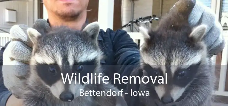Wildlife Removal Bettendorf - Iowa