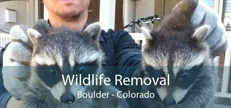 Wildlife Removal Boulder - Colorado