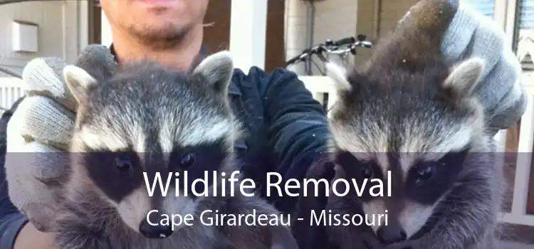 Wildlife Removal Cape Girardeau - Missouri