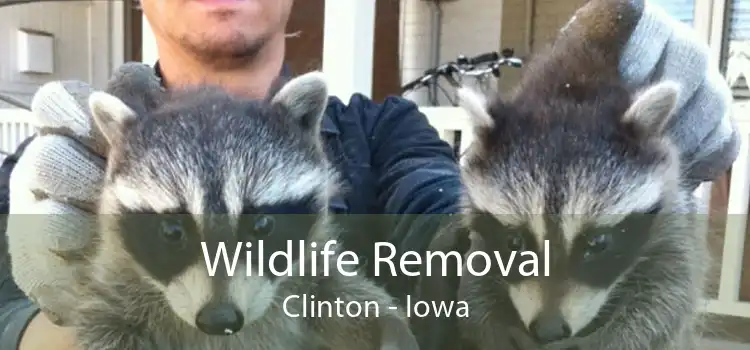 Wildlife Removal Clinton - Iowa