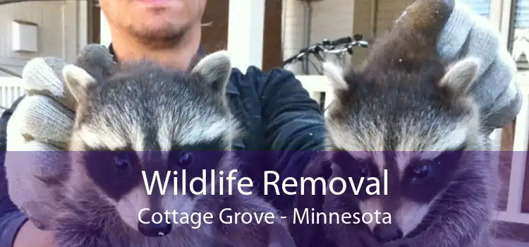 Wildlife Removal Cottage Grove - Minnesota