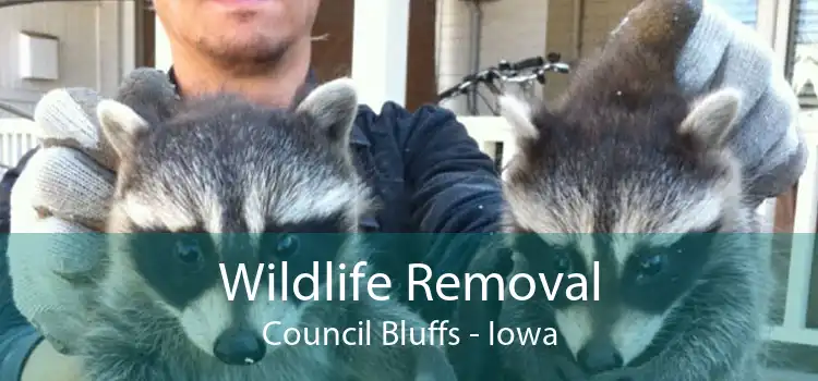 Wildlife Removal Council Bluffs - Iowa