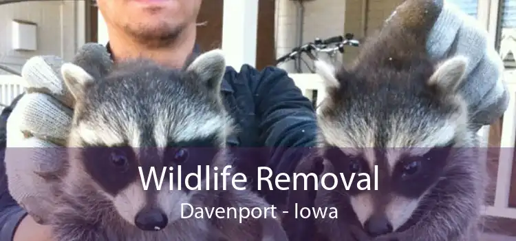 Wildlife Removal Davenport - Iowa