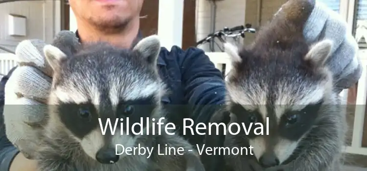 Wildlife Removal Derby Line - Vermont
