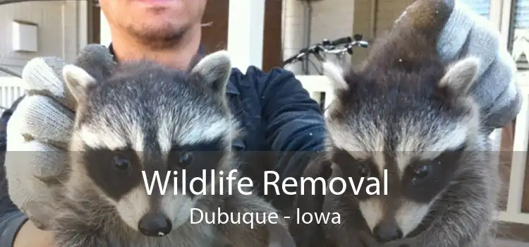 Wildlife Removal Dubuque - Iowa