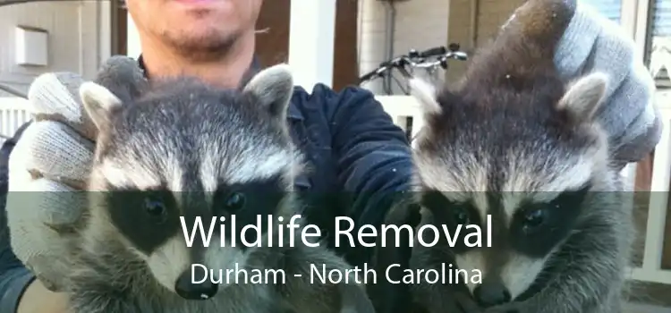 Wildlife Removal Durham - North Carolina