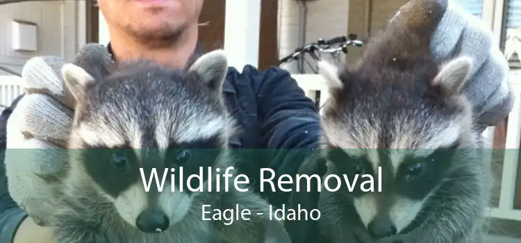Wildlife Removal Eagle - Idaho