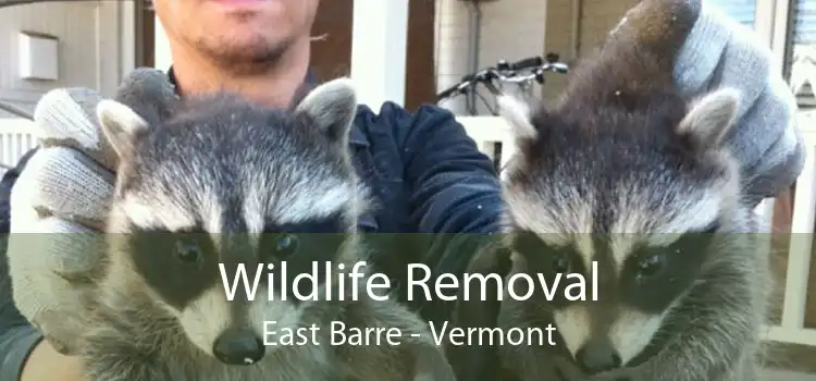 Wildlife Removal East Barre - Vermont