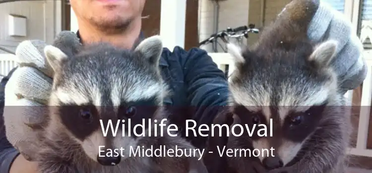 Wildlife Removal East Middlebury - Vermont