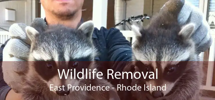 Wildlife Removal East Providence - Rhode Island