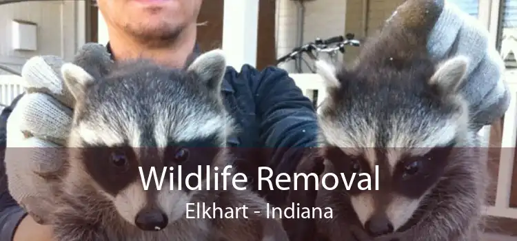 Wildlife Removal Elkhart - Indiana