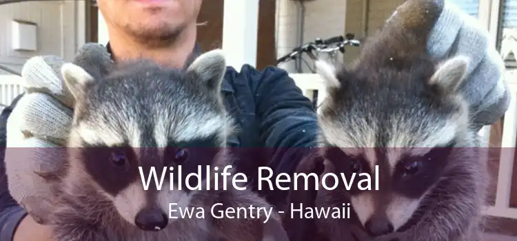 Wildlife Removal Ewa Gentry - Hawaii