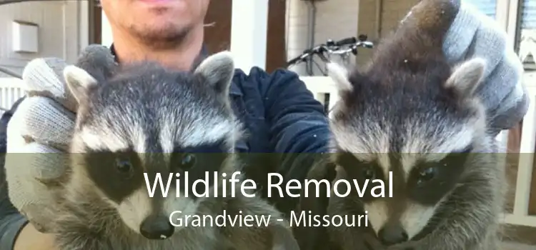 Wildlife Removal Grandview - Missouri