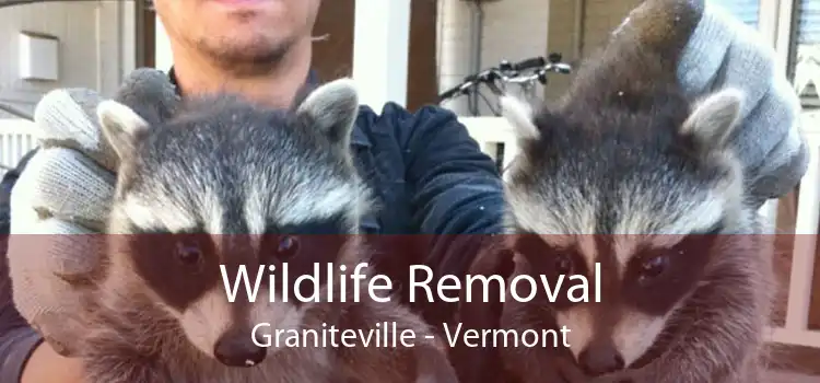 Wildlife Removal Graniteville - Vermont