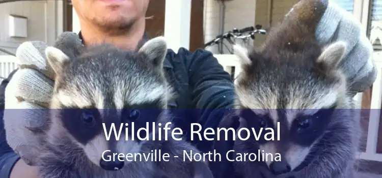 Wildlife Removal Greenville - North Carolina