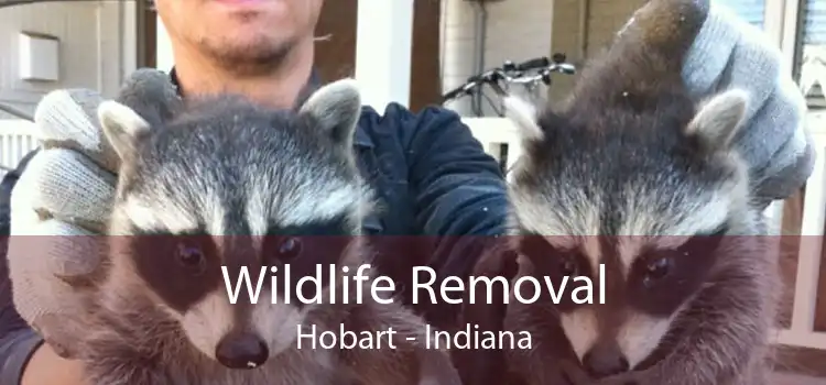 Wildlife Removal Hobart - Indiana