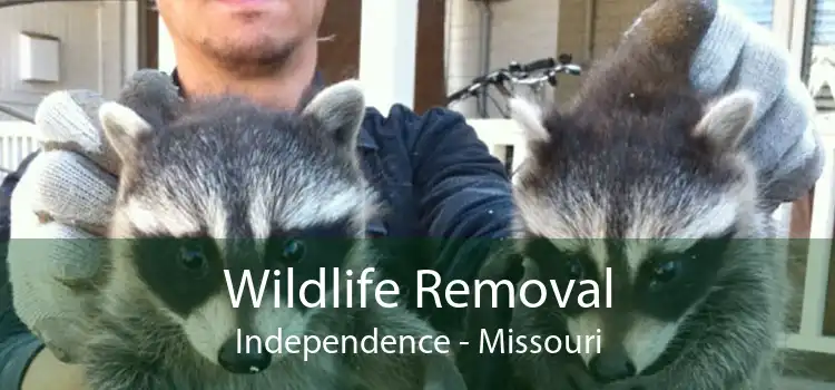 Wildlife Removal Independence - Missouri